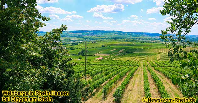 Rund um Bingen wachsen die Trauben fr den weitbekannten Rhein-Hessen-Wein.